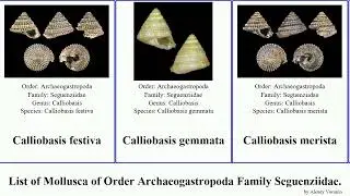 List of Mollusca of Order Archaeogastropoda Family Seguenziidae. seguenzia calliobasis hadroconus
