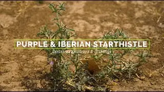 Purple-Flowered Starthistles