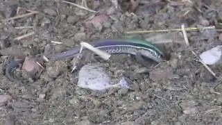 Female Giant Ameiva (Ameiva ameiva)