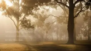 Misted Forest Stillness | Warm Glacial Ambient for Calm & Dreamlike Focus