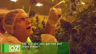 CBD Oil - Dr Oz on CBD Benefits