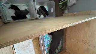 Cane Corso puppy feeding time