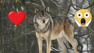 Anymore John Wolf *LYRIC VIDEO* FOR ADEN