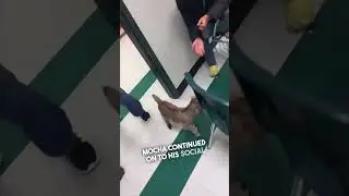 Этот козлёнок пошёл в свой первый день в школу 😂