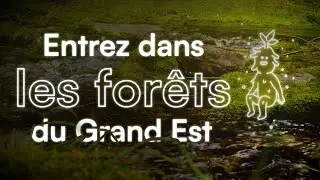 Entrez dans les for&ecirc;ts du Grand Est !