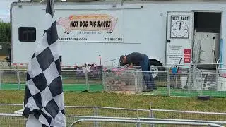 Hot Dog Pig Races Barton Orchard 9/28 First Race