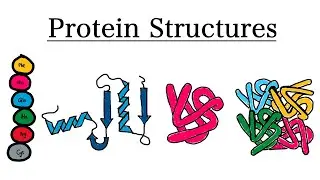 The 4 Structures of Proteins | Biochemistry