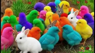 Catch Cute Chickens, Colorful Chickens, Rainbow Chickens, Rabbits, Cute Cats, Ducks, Cute Animals 2