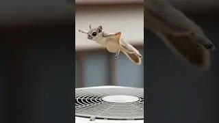 Flying Squirrel&rsquo;s Funny Hover Ride Above the AC Fan!  #cuteanimals #힐링영상#비행연습