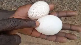Hatchable  and unhatchable turkey eggs