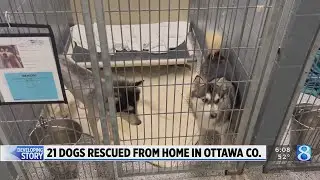 Neglect complaint leads to 21 dogs removed from home