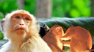 Rainbow&rsquo;s Lonely Moments 💔 Before Family Bonding &mdash; Why Did Astra Gently Urge Her to Groom