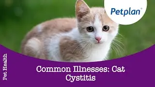 Cat Illness: Cat Cystitis - Petplan