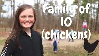 Family of 10 Chickens - Hiking in the Mud!