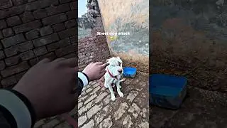 Street dog attack #dog #pitbull #pitbullpride #dogbreed #pitbulltype #dogtype #americanbully