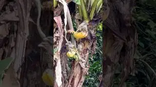 Ciguas Palmeras, nativas de nuestra isla la Hispa&ntilde;ola🇩🇴 #campo #aves #banana #fauna #naturaleza
