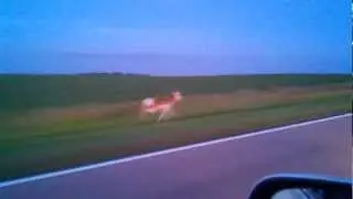 Antelope Running Down Highway