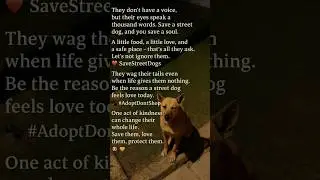 #savedogs #savestreetanimals #savestreetdogs #savestraydogs #shorts #youtubeshorts #trending