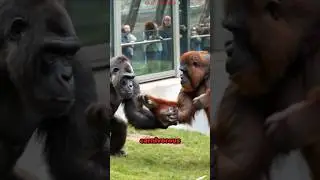 Gorilla VS Orangutan Met Illegally for The First Time in The World at Zoo!