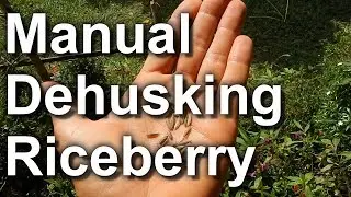 Riceberry Rice (Manual Husk Removal)