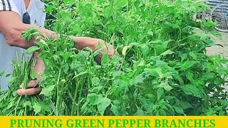 #leonardodeguerto #pruningtips || pruning green pepper branches