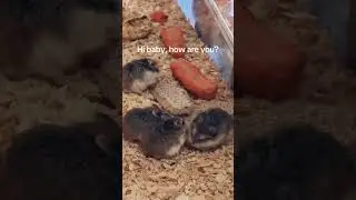 Hi baby, how are you? #hamsterhouse #music