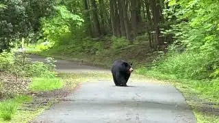Hello black bear, my old friend...