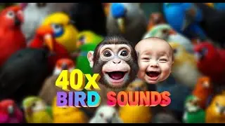 40x Natural Bird Sounds 🐦 with Monkey Fun 🐵 | Try Not to Laugh 😆