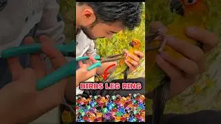 Mini vlogs with Bird&rsquo;s 🦜/ Parrot Leg ring #birds #shortsfeed #lovebirds #pets