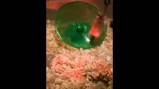 Funny Hamster Flies Off Wheel