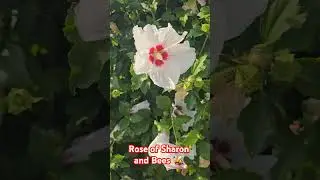 Rose of Sharon #flowers #roseofsharon #bush #pink #white #bloom #gardening #wow #fyp #rose #video