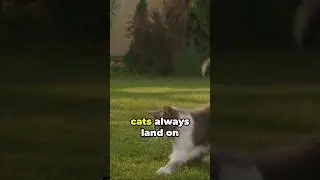 Feline Physics: Why Cats Always Land on Their Feet