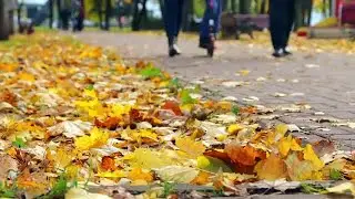Busy Park In Autumn Stock Video