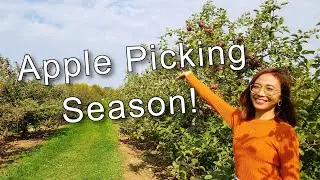 APPLE PICKING in Mountain Orchards Kemptville | Ontario Canada