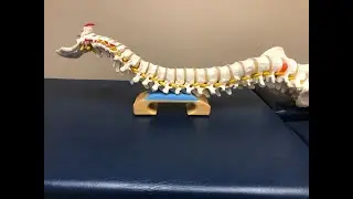 Use Anterior Assist! The New Chiropractor Tool That Has The Highest Effectiveness In America Today!