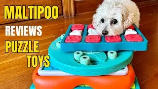 The best puzzle toys for Maltipoos and small dogs