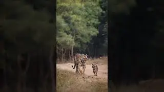 Tigress Maya tadoba. Maya with her cub simbha #tadoba #maya #tigress #ytshorts #shorts