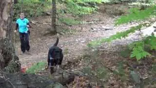 Lost Pet Tracking Dogs Search Team