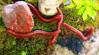 The Amazing Adaptation of Millipede Colonies: More Than Just Legs #Millipedes #MillipedeAdaptation