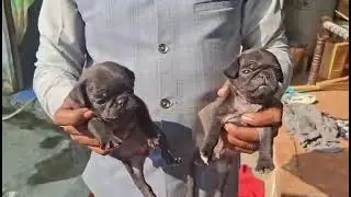 Z black pug puppy available location delhi all over India delivery 99716 55516 