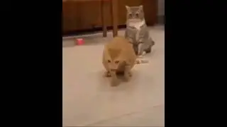 Cat Vine Boom