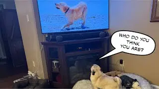 Can you Prank a Pug?