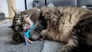 My cats don't understand how chew toys work | Norwegian Forest Cats