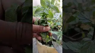harvesting fresh mint #nature #farming #mint #shorts