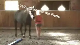Freiheitsdressur Training mit Fiene - Alina Maria Pferdeverbindung