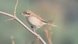 Brown Shrike Upper Hollesley Common 24 Oct 25 1