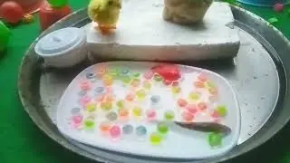 Catch Colorful aquarium fish in Giant colorful Egg, Tiger tetra , pencil fish, catfish video 2026