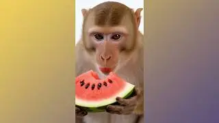 🦊🐾 Compilation des animaux IA 🐱🐶🦁