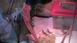 pogona viticeps deyber