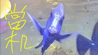 海水魚 出現當機狀態